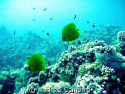 Underwater by Andrea Gamerro 
